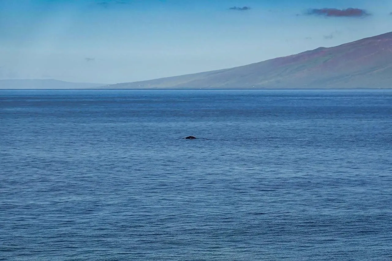 Διαμέρισμα Maui Kai 804 Oceanfront 1 Bd 1ba *
