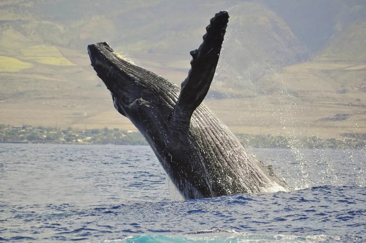 Kaleialoha 403 *
