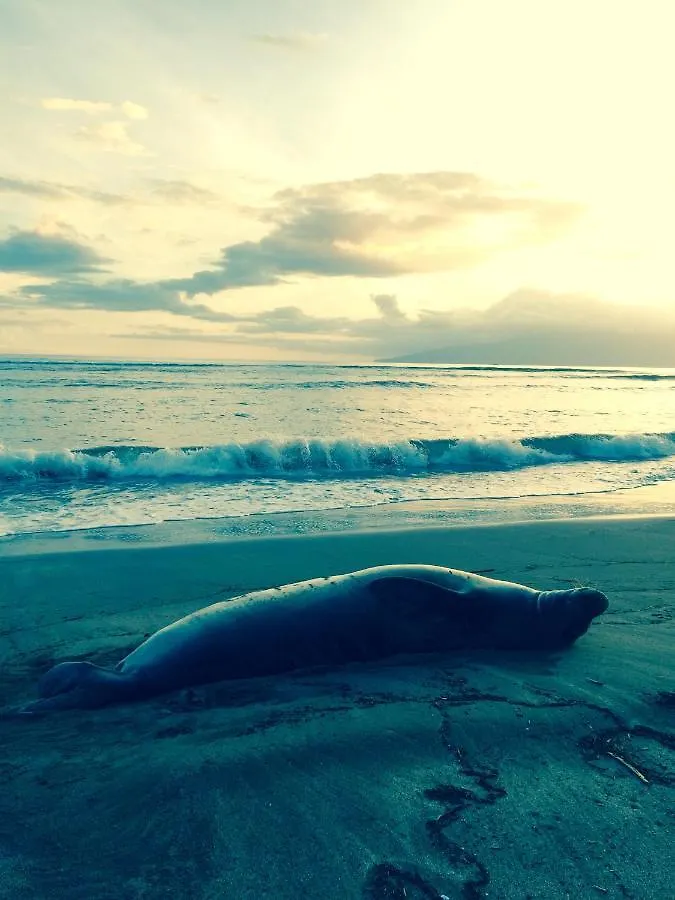 Aloha Glamp's Maui Adventure: Jeep & Rooftop Tent Island Exploration