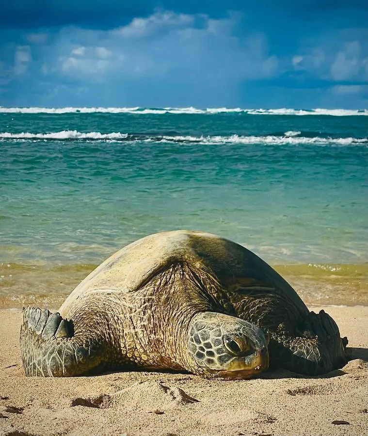 Роскошный шатер Explore Maui's Diverse And Uncover The Island's Beauty From Fresh Perspectives Every Day As You Journey With Aloha Glamp's Great Jeep Equipped With A Rooftop Tent