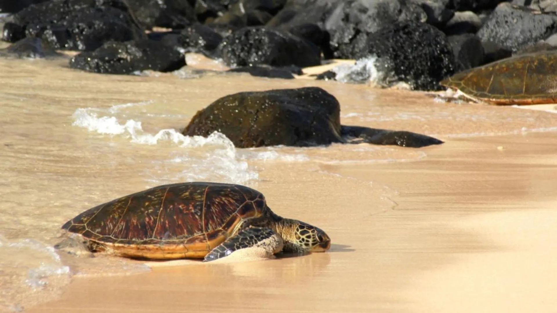 Napili Surf 209 *
