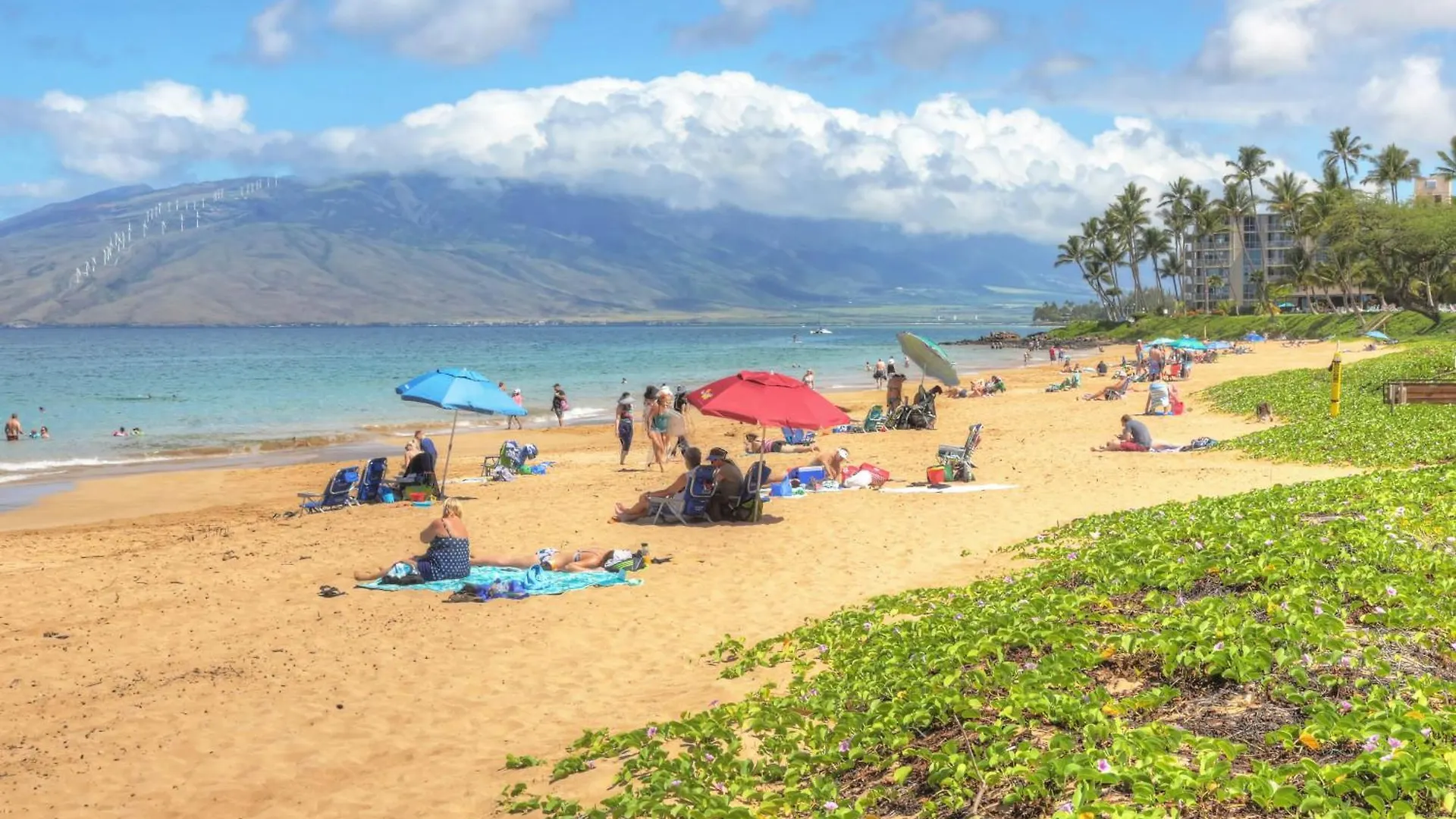 Maui Banyan