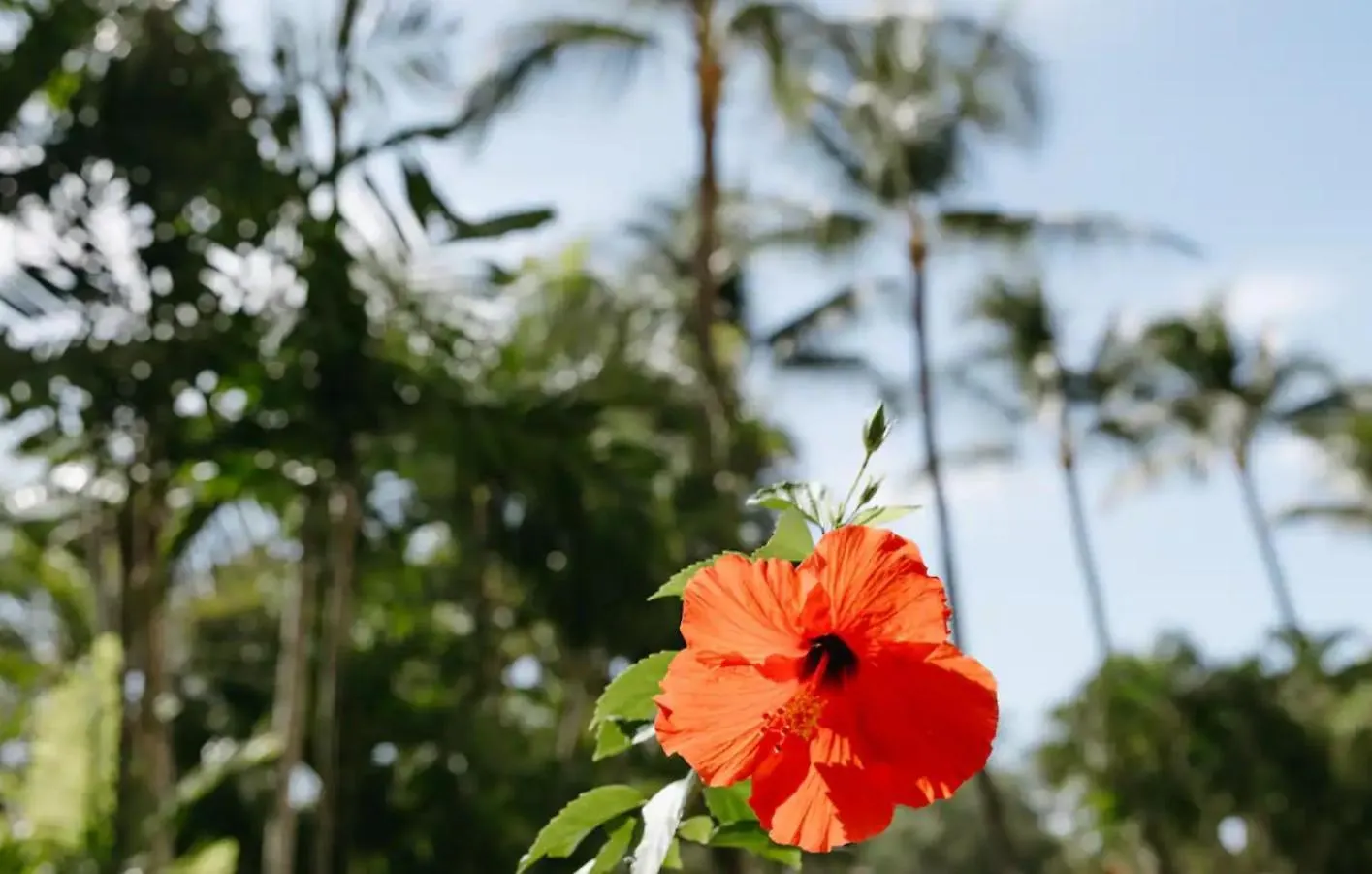 10 Pick! Walk To Beach, Shops, Dining And Pool Aparthotel Wailea (Maui)