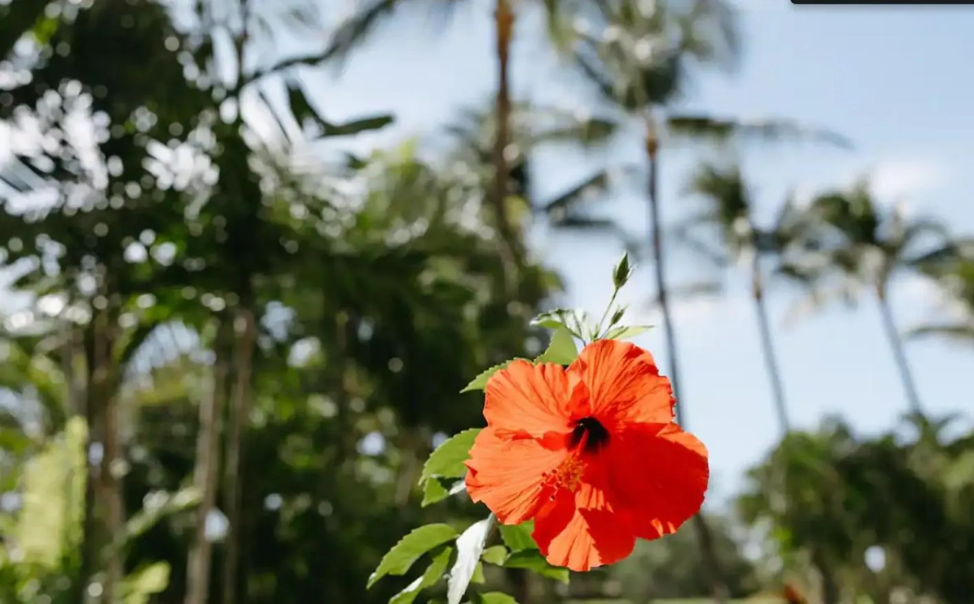 Walk To Beach From This Renovated Studio With King Bed And Resort-Level Amenities Lejlighedshotel Wailea (Maui)