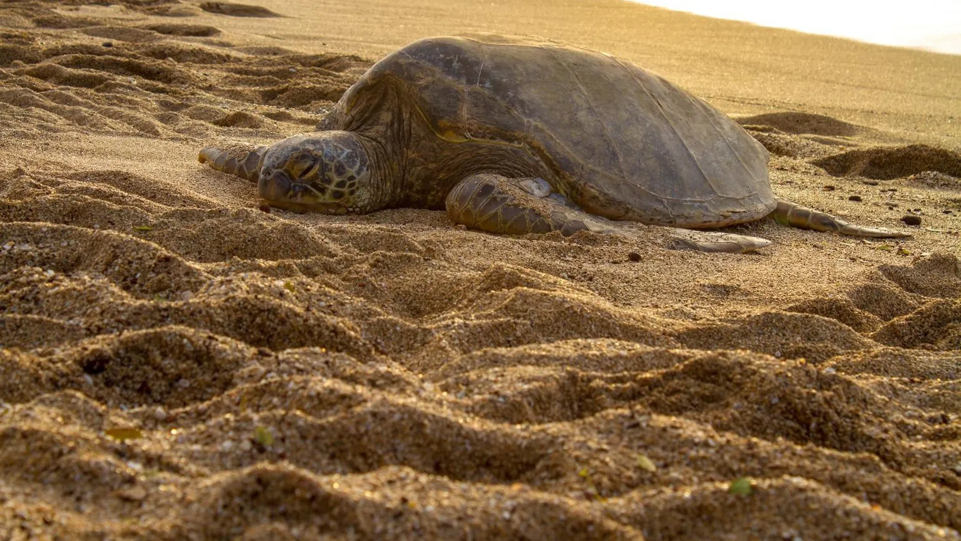 Ocean Views At Honua Kai - Soak In Maui Sunsets On Expansive Lanai -hokulani 719 Dom wakacyjny *