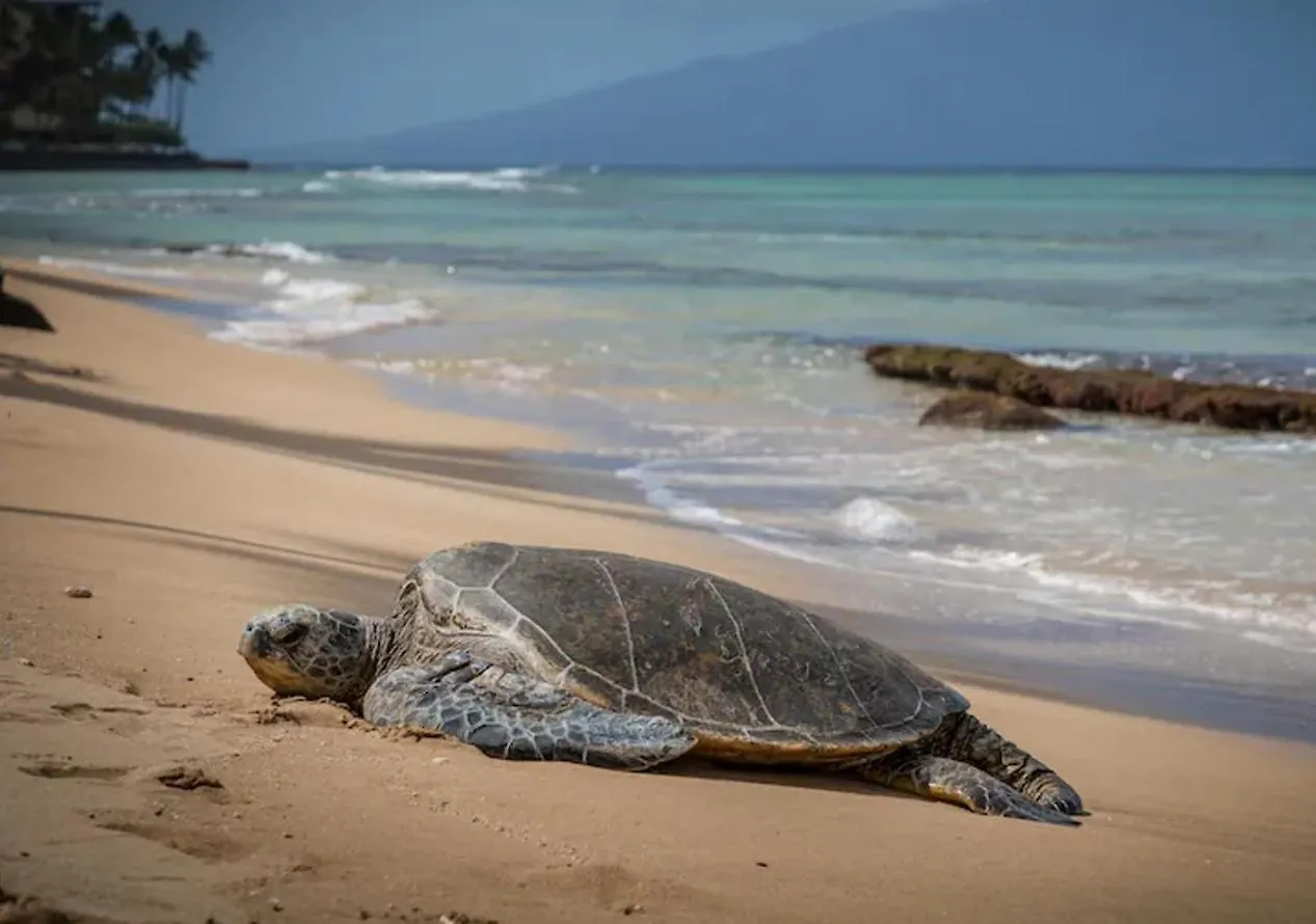 Kihei Gem! 3-min Walk To The & Shops *