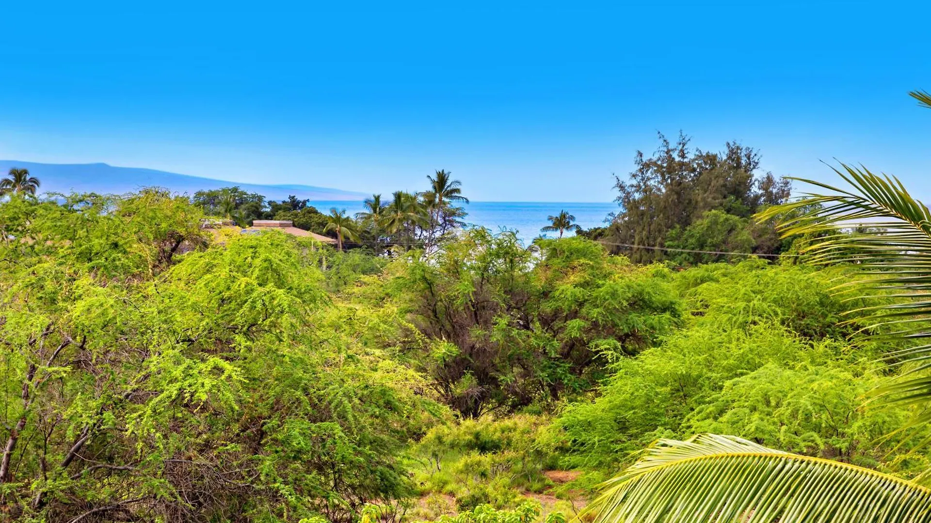 Maui Banyan P409a * ويليا
