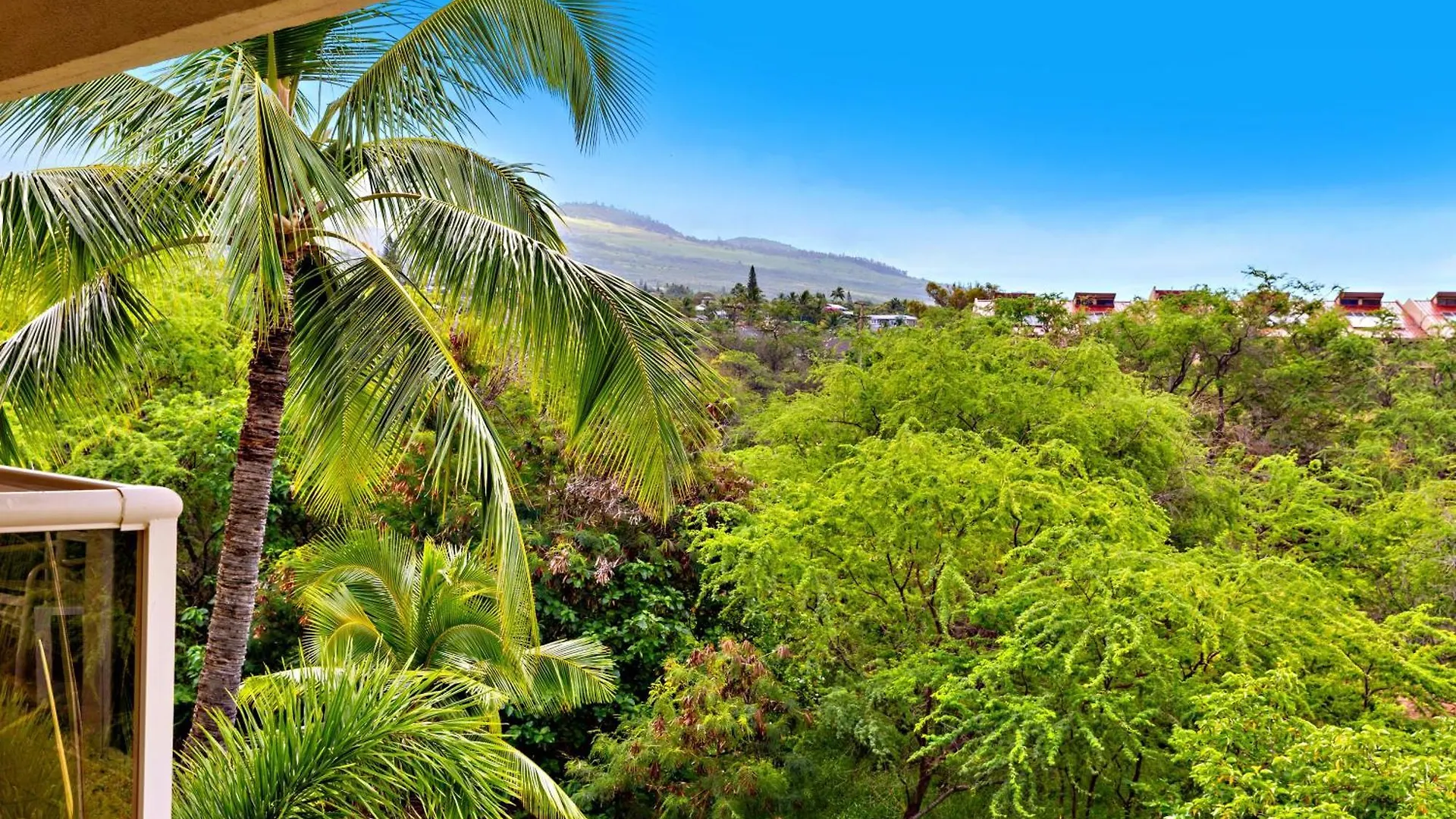 Maui Banyan P409a