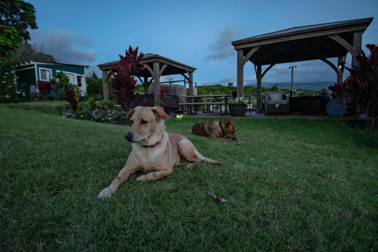 God's Peace Of Maui Nocleg ze śniadaniem Makawao