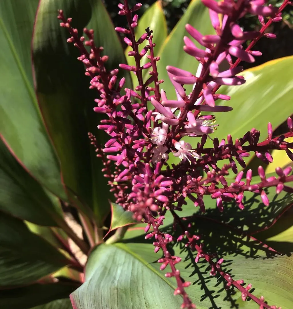 Maui Garden Oasis Σπίτι διακοπών *