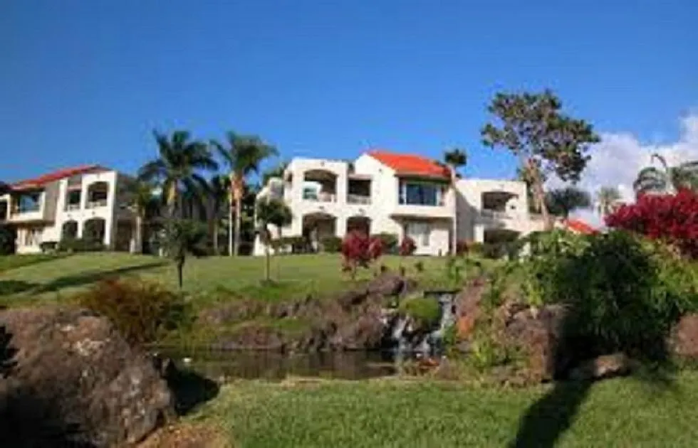 Palms At
