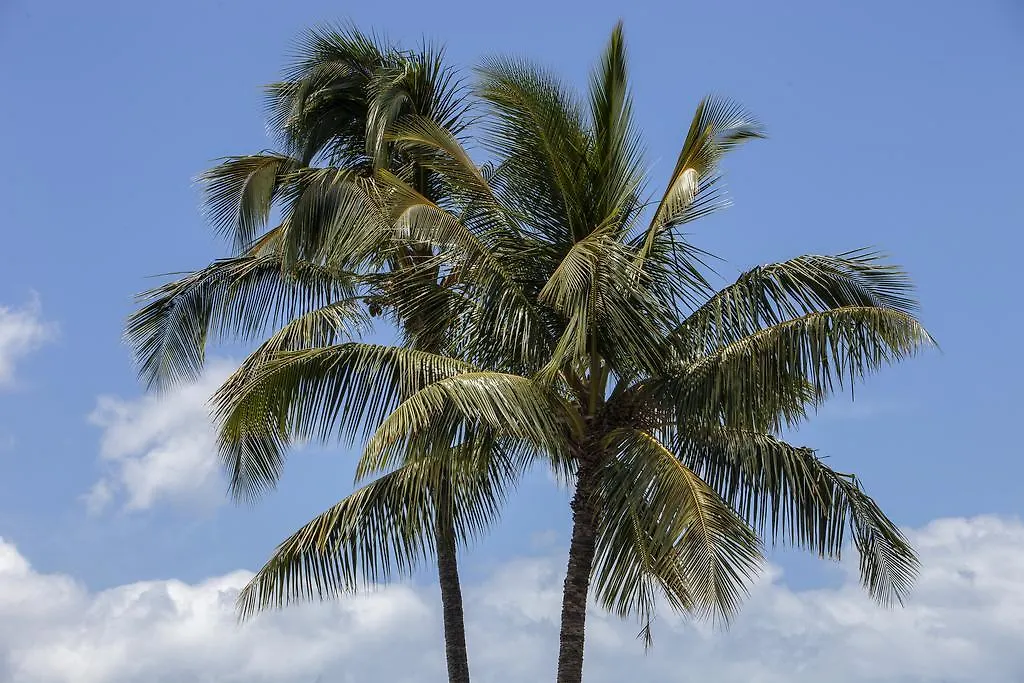 Maui Parkshore By Maui And מלון דירות ויילי