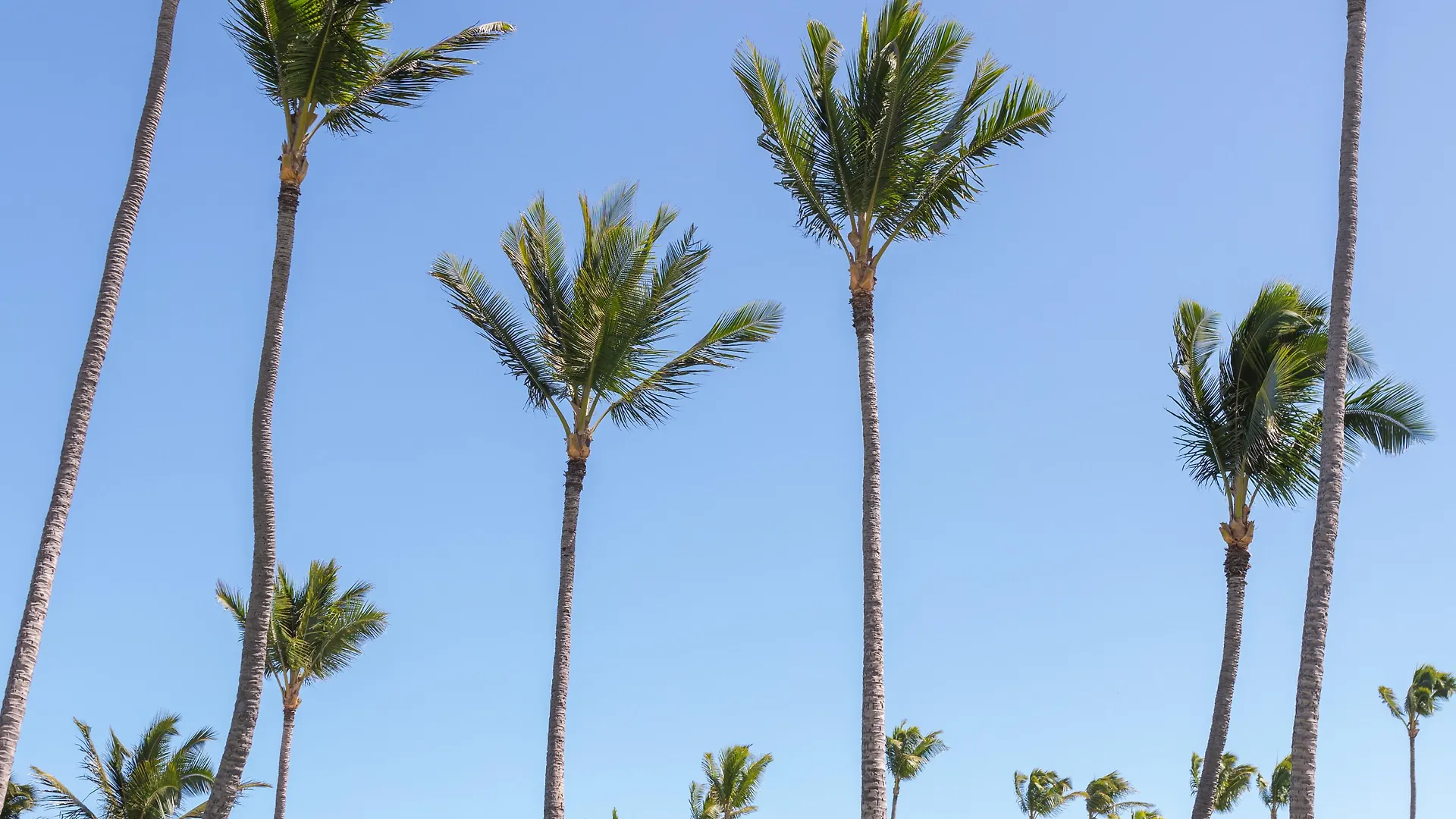 Maui 3*