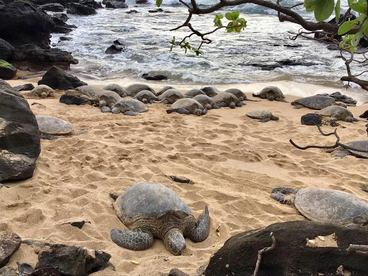Noelani 211 Kahana
