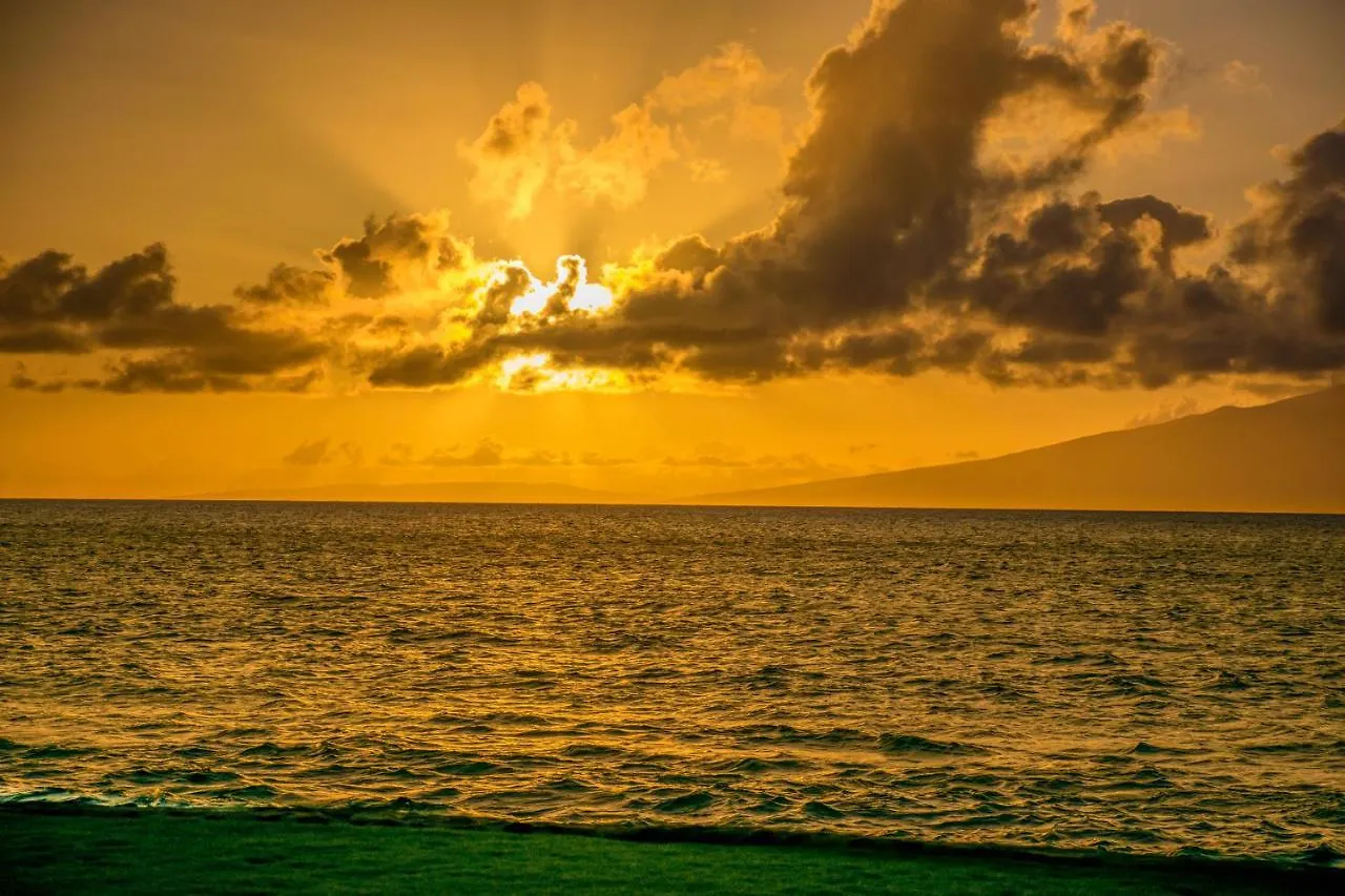 Paki Maui 302a *