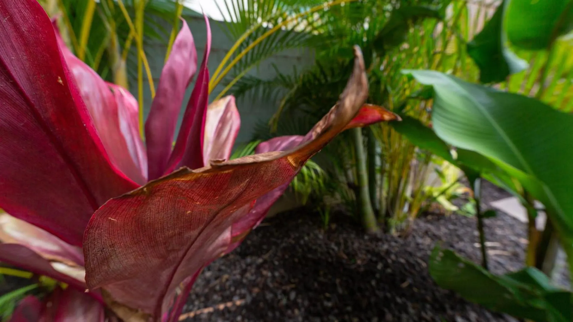 Orchid Suite, 1 Bedroom, Sleeps 4, Pool & Bbq, Pre-Renovation Summer Sale Kihei