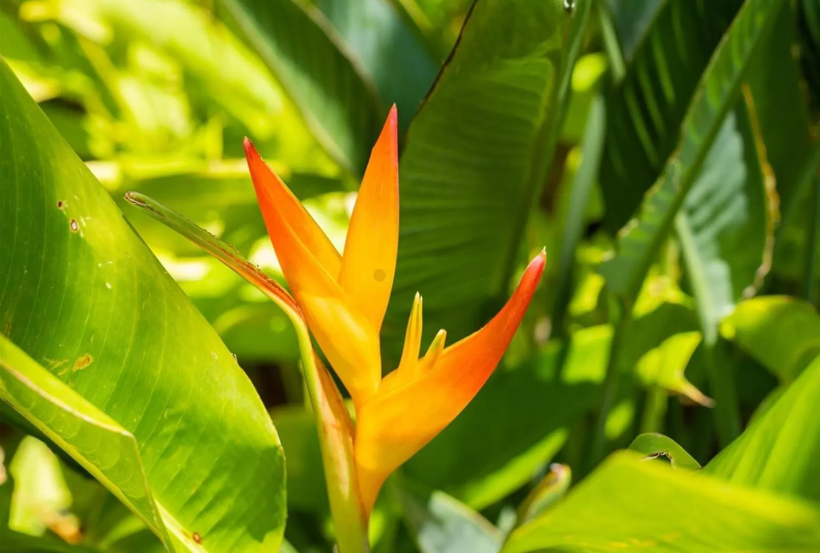 2511 Ridge Kahana
