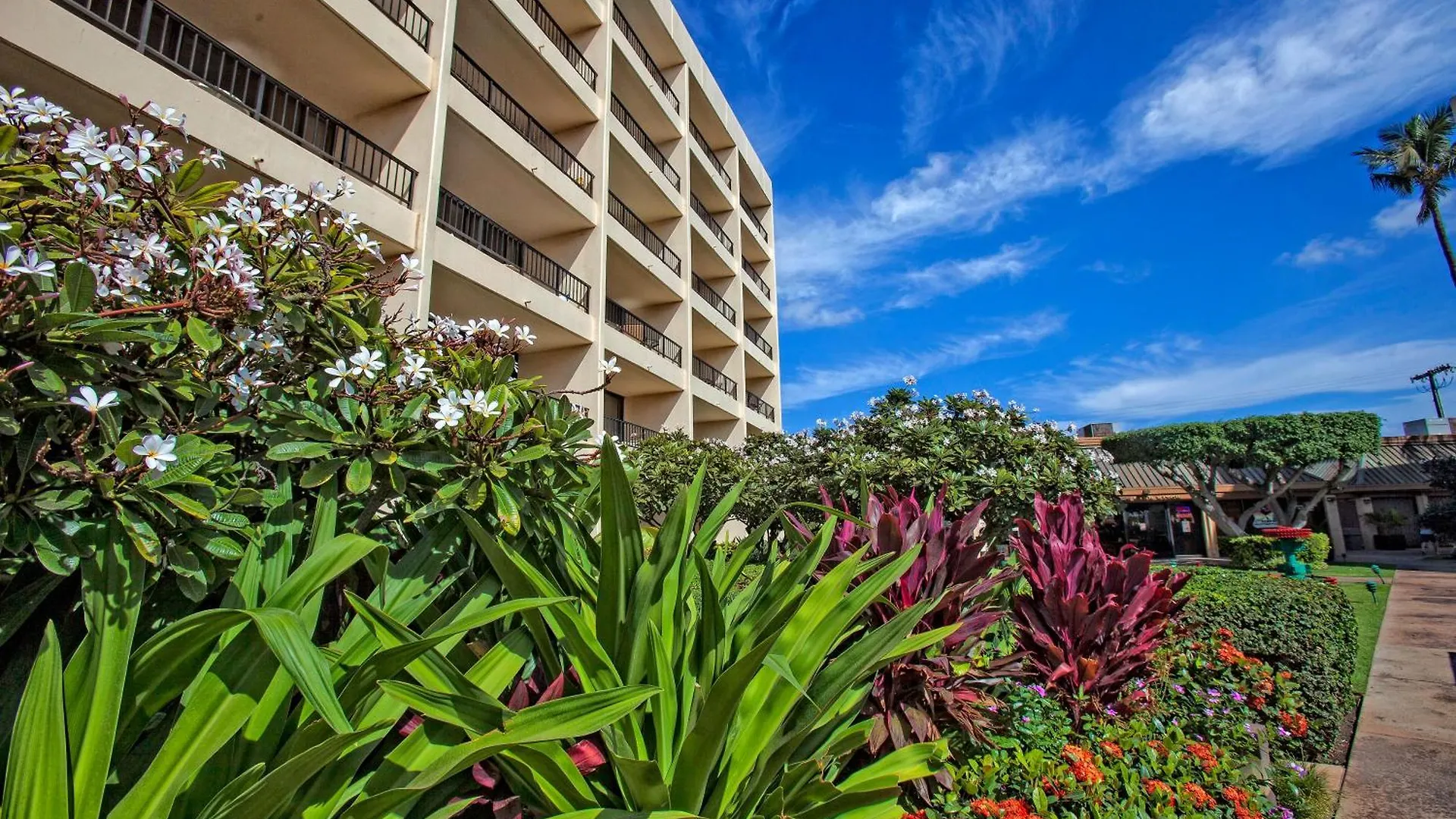 Sugar 333 - Mch Kihei