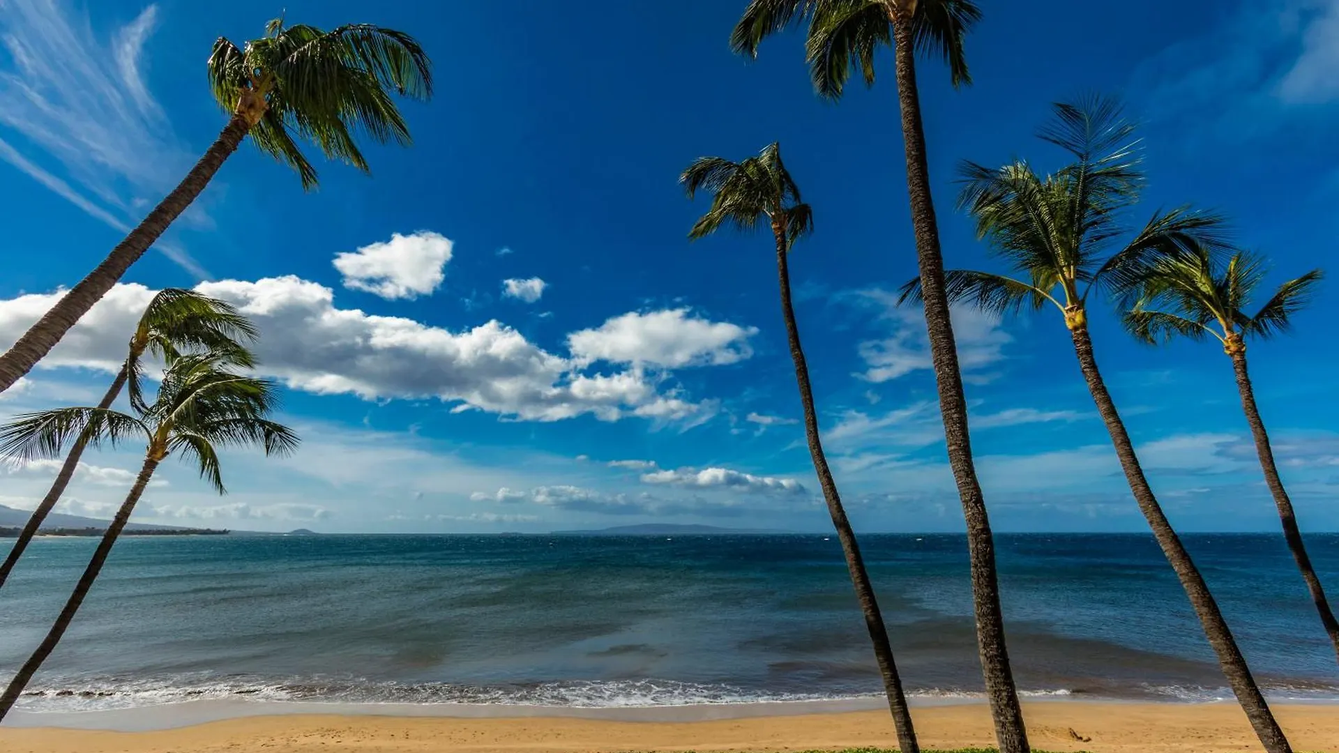 Sugar 334 - Mch Kihei
