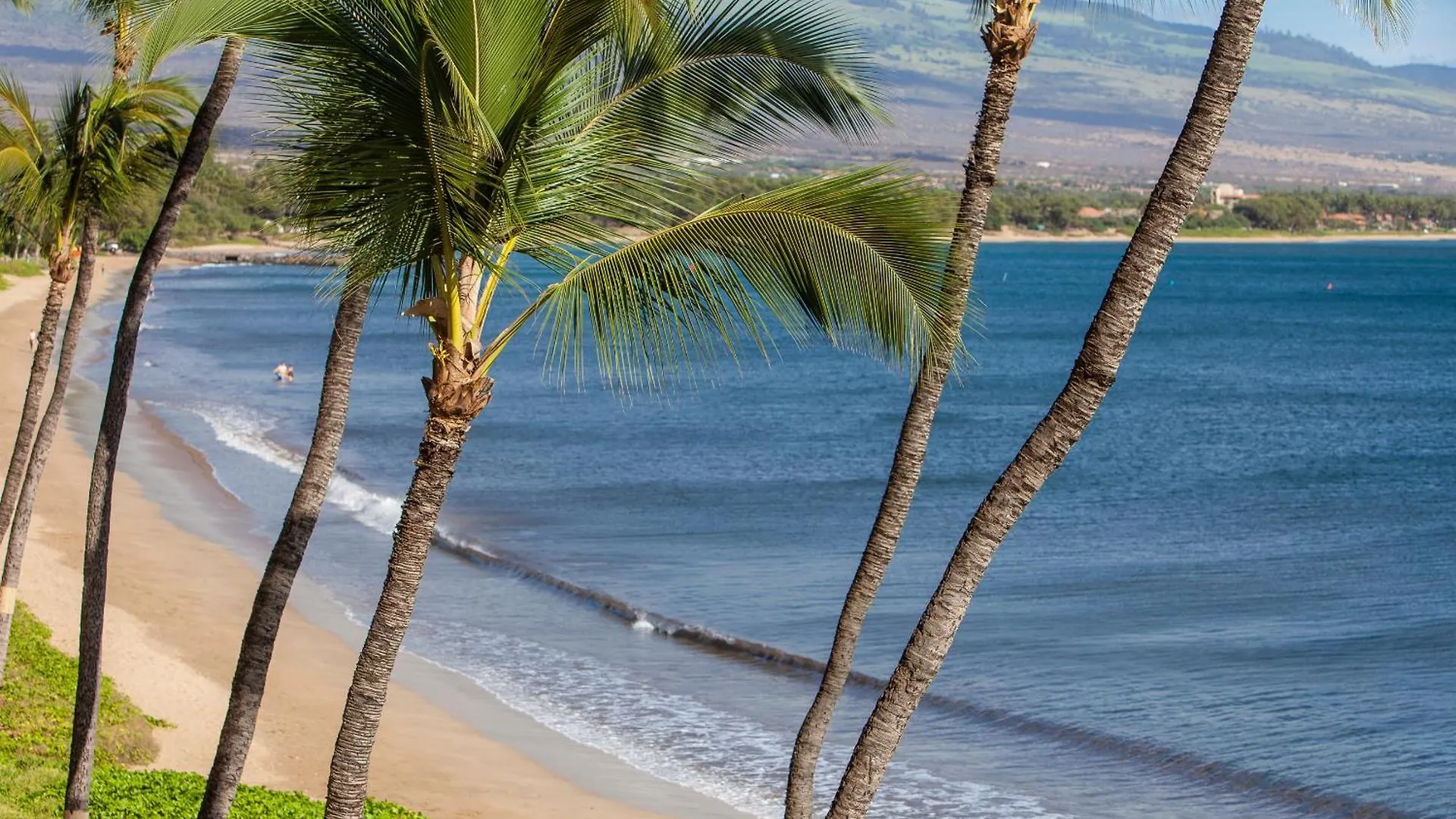 Sugar 223 - Mch * Kihei