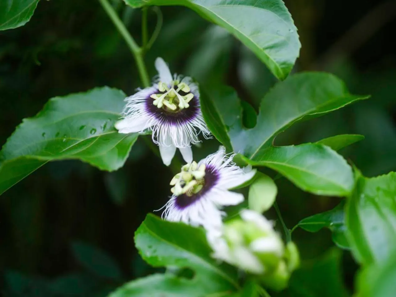 Jasmine On Lush Farm In Haiku, Maui Jungle