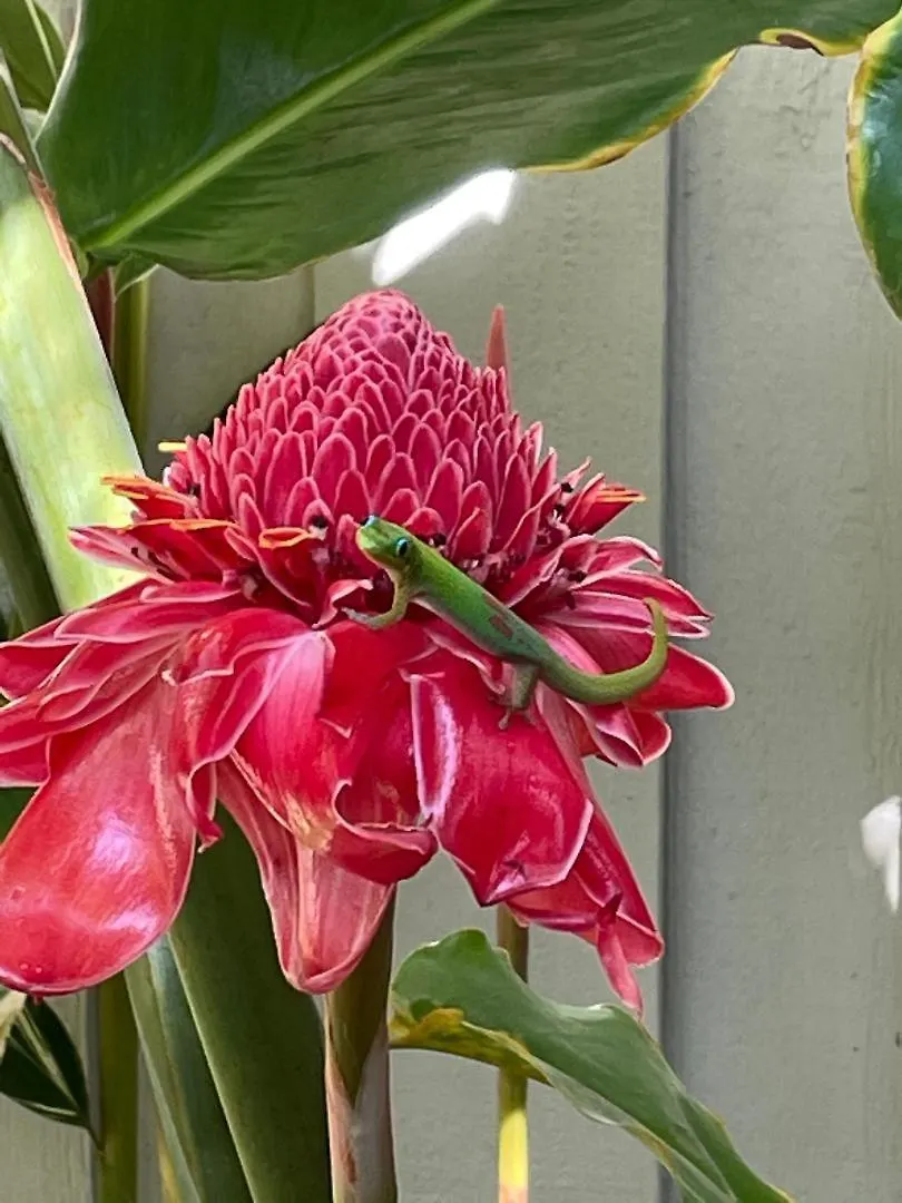 Holiday home Hale Kamaole 271