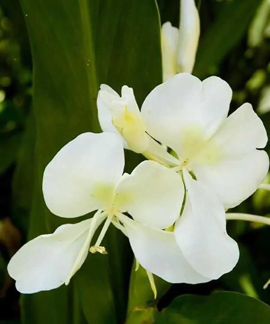 Holiday home Jasmine At Ekena *