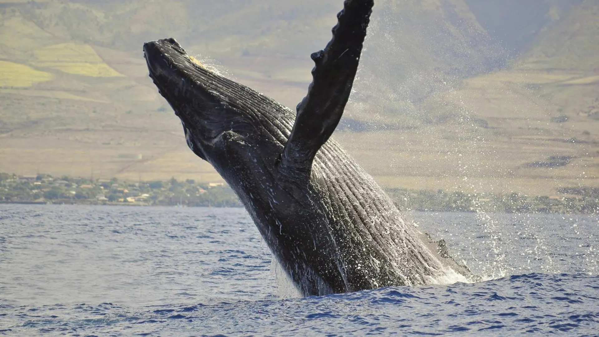 Punahoa 202