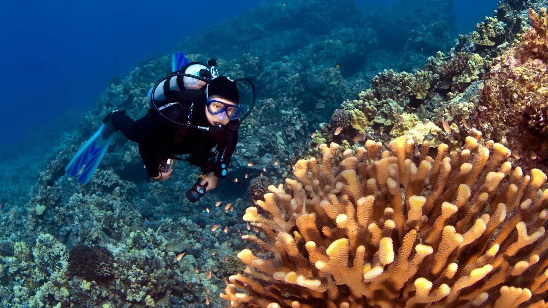 Papakea A306 Kahana