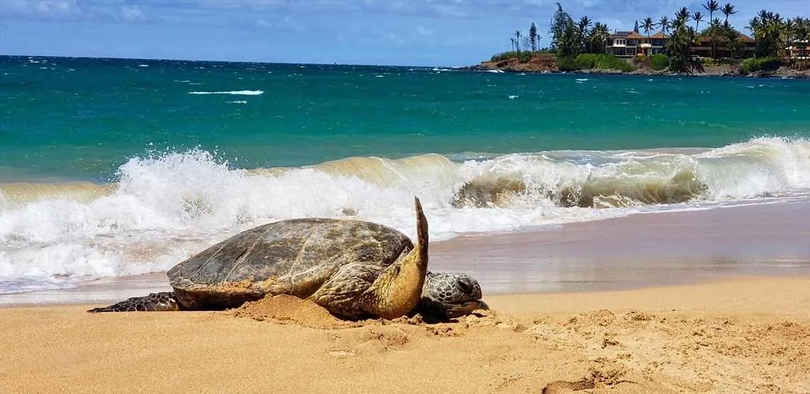 Kanai A Nalu 302 Vakantiehuis Wailuku