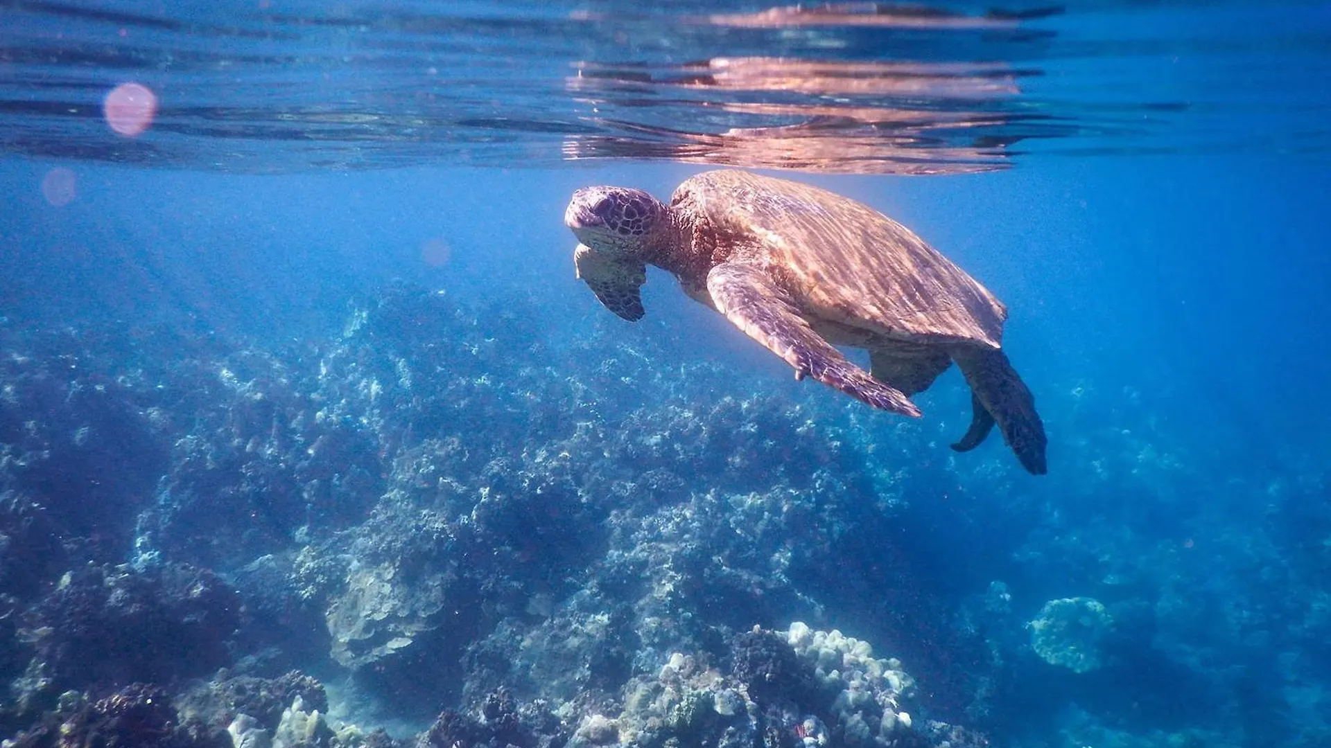 Hale Hui Kai 202 * Wailea (Maui)