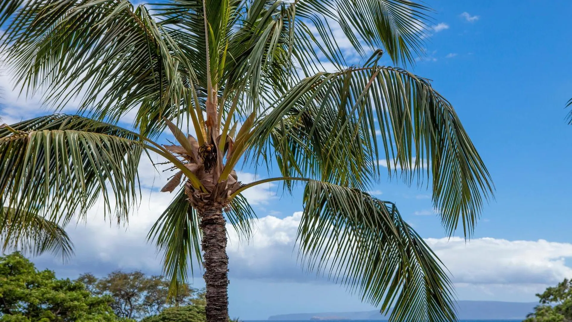 Maui Vista 1310 - Mch *