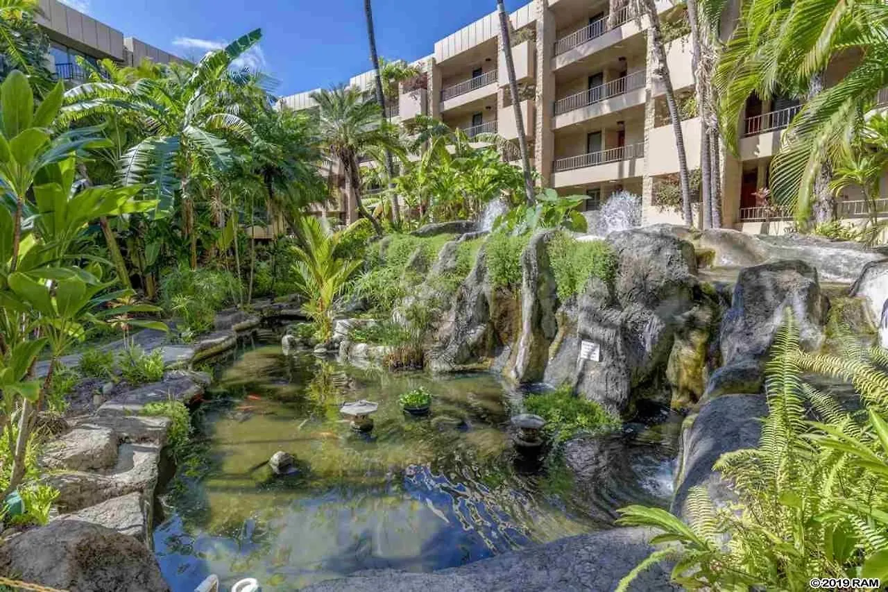 Awesome Paki Maui In