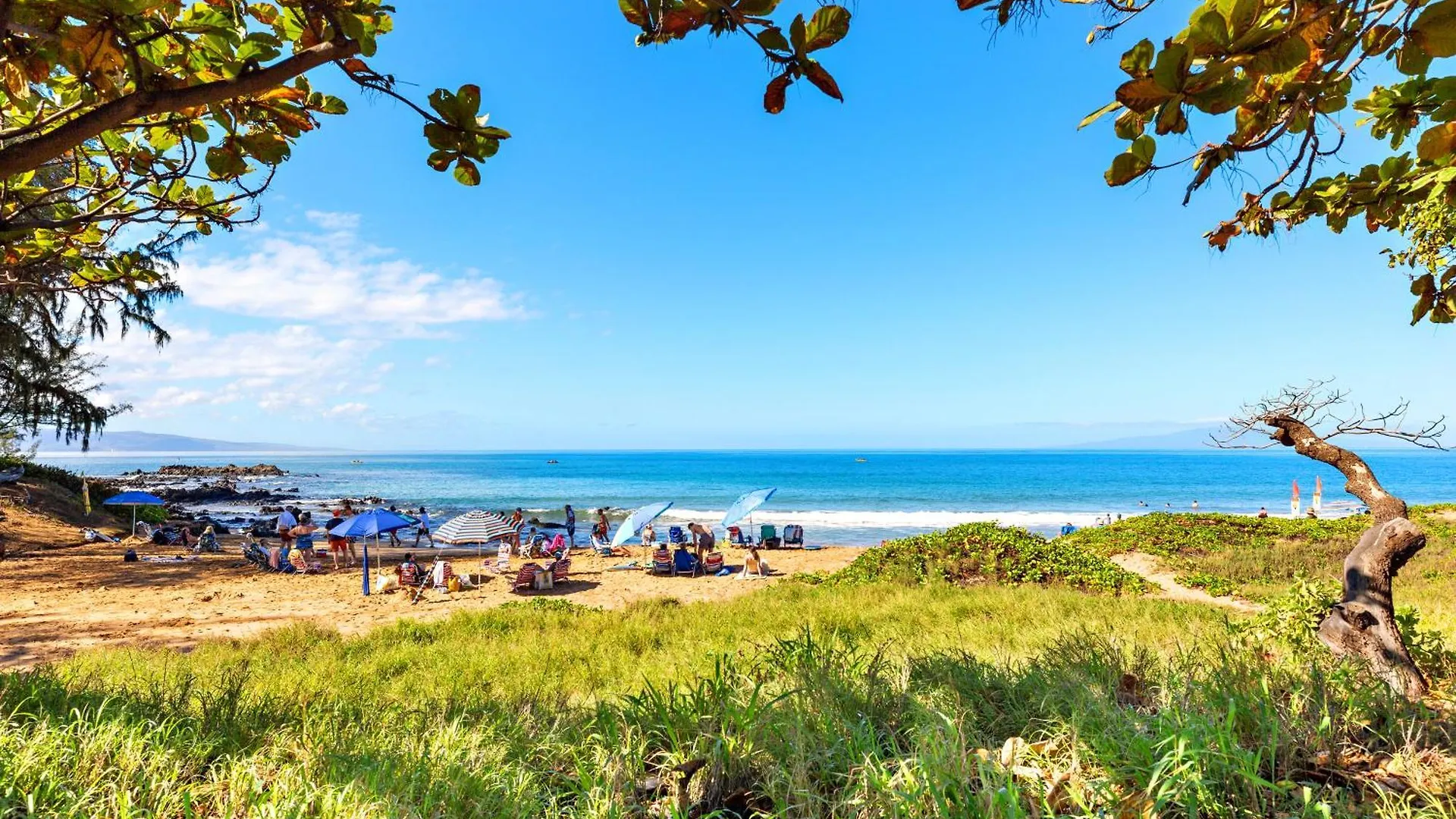 Maui Banyan H408 *