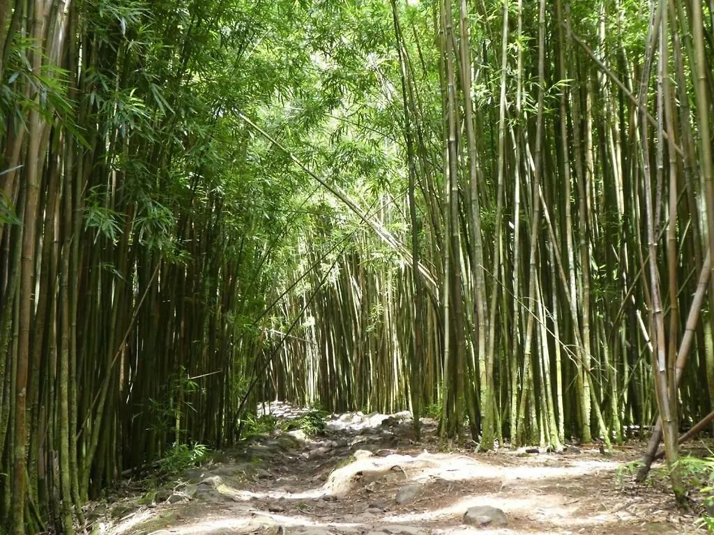 Maui Vista 1315