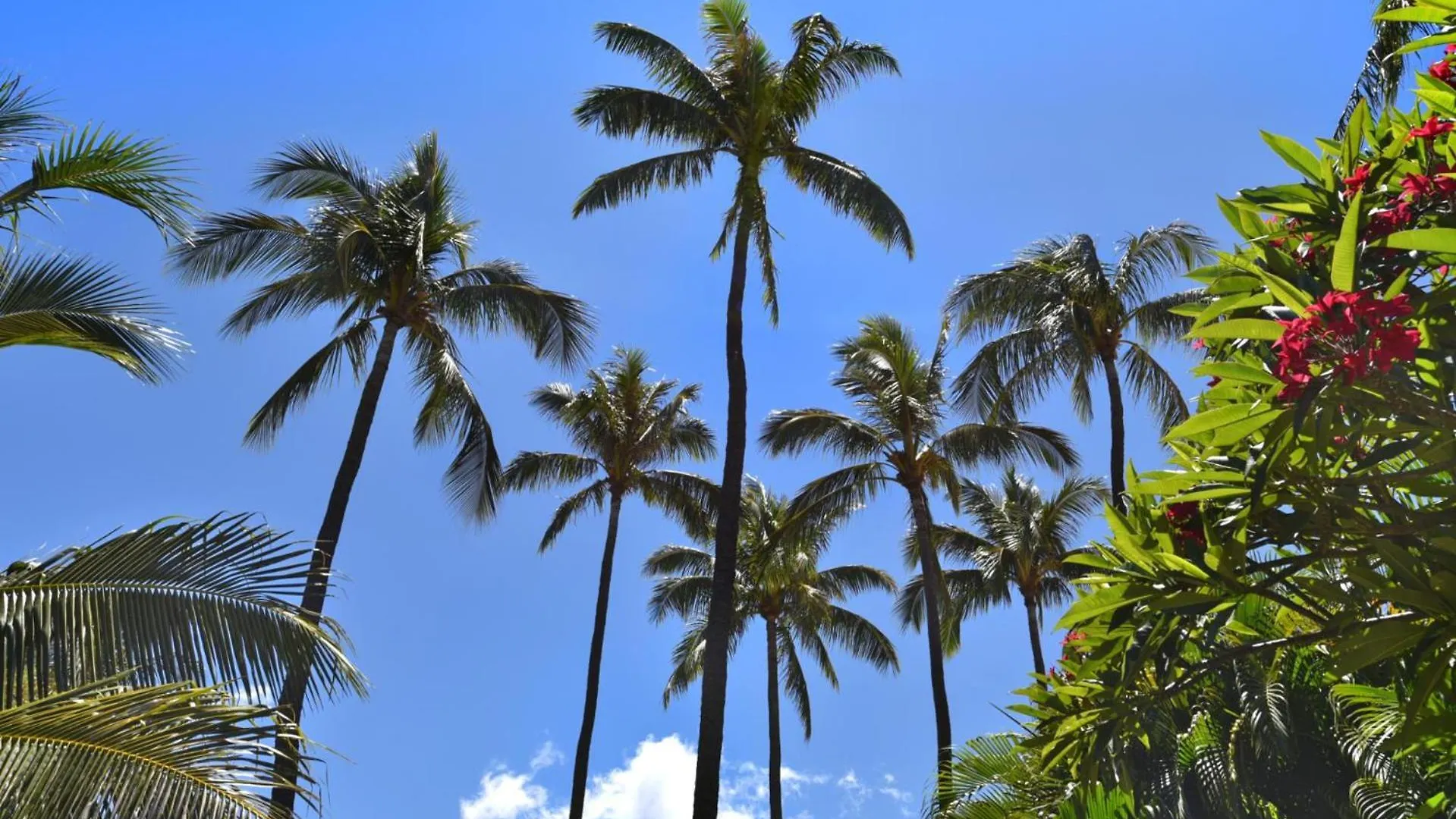 Kbm - 4 Free Cars - Maui - Beachfront 4 Upgraded Mkv-c152 Mkv-c255 Mkv-b242 Mkv-b247 Kaanapali