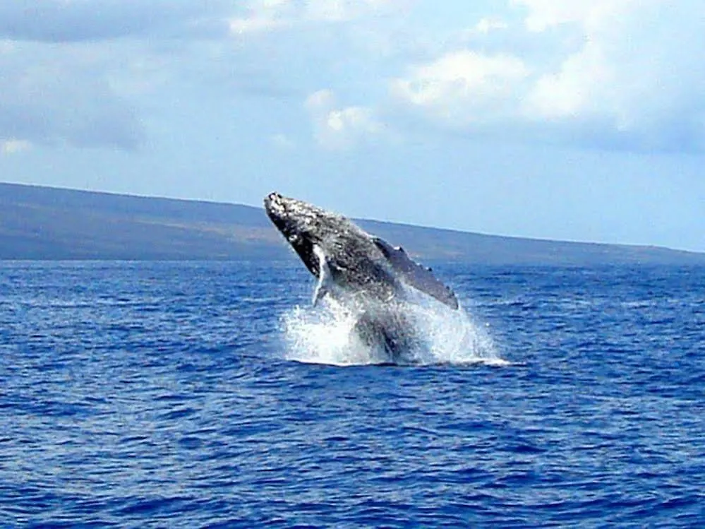 Kamaole Royale 3*
