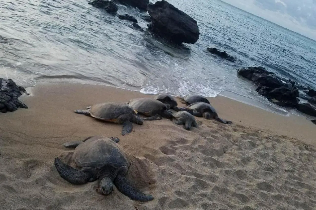 Mahina Surf I Napili-Honokowai