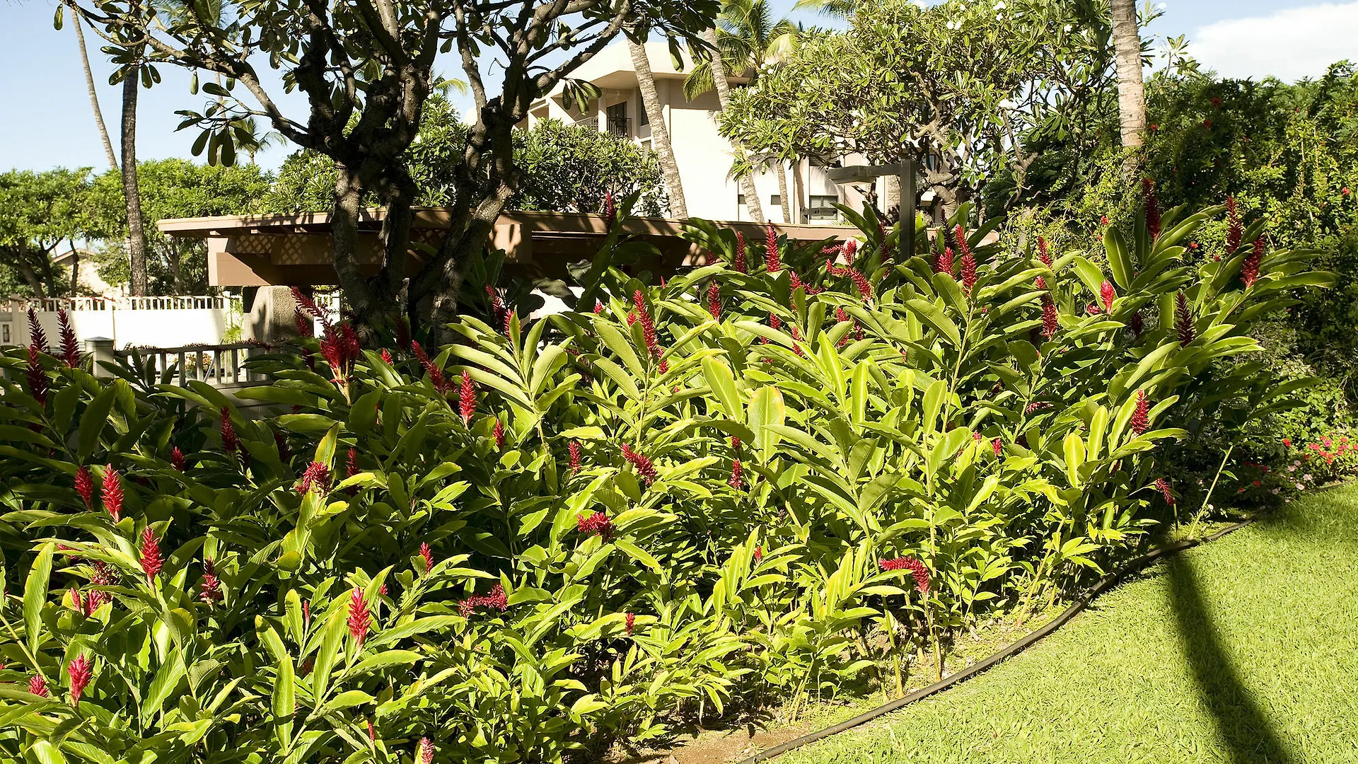 Apartment Kihei Akahi D-109 - One Bedroom Waikapu
