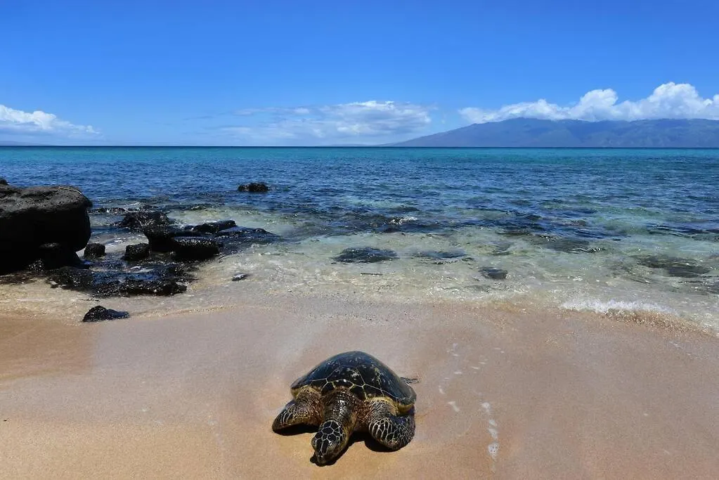 Largest One Bedroom At Kuleana - Oceanfront Unit!! 105 公寓 *