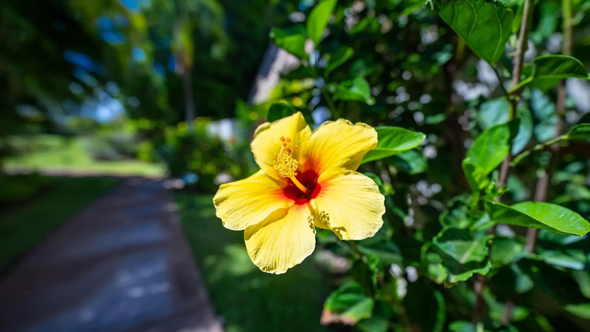 Tatil Evi Maui Kamaole I217