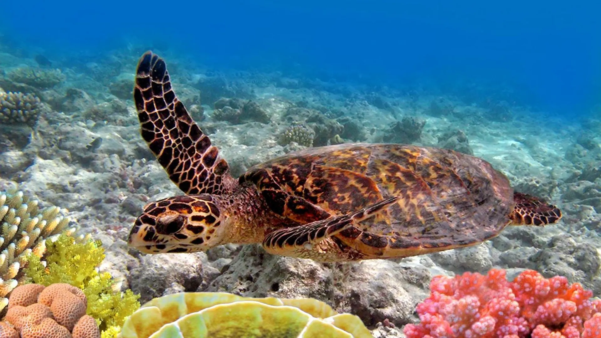 Maui Kai 505 Kahana