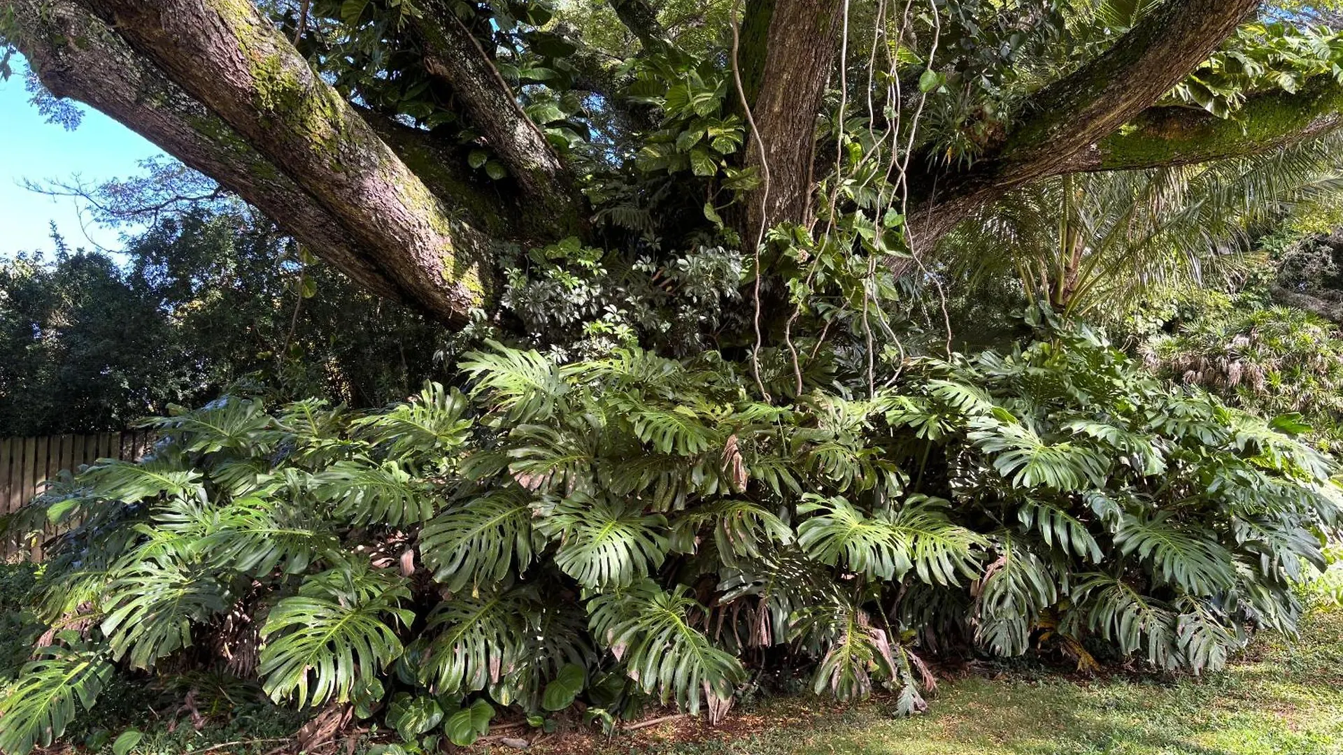 Banyan Tree Retreat Bed & Breakfast