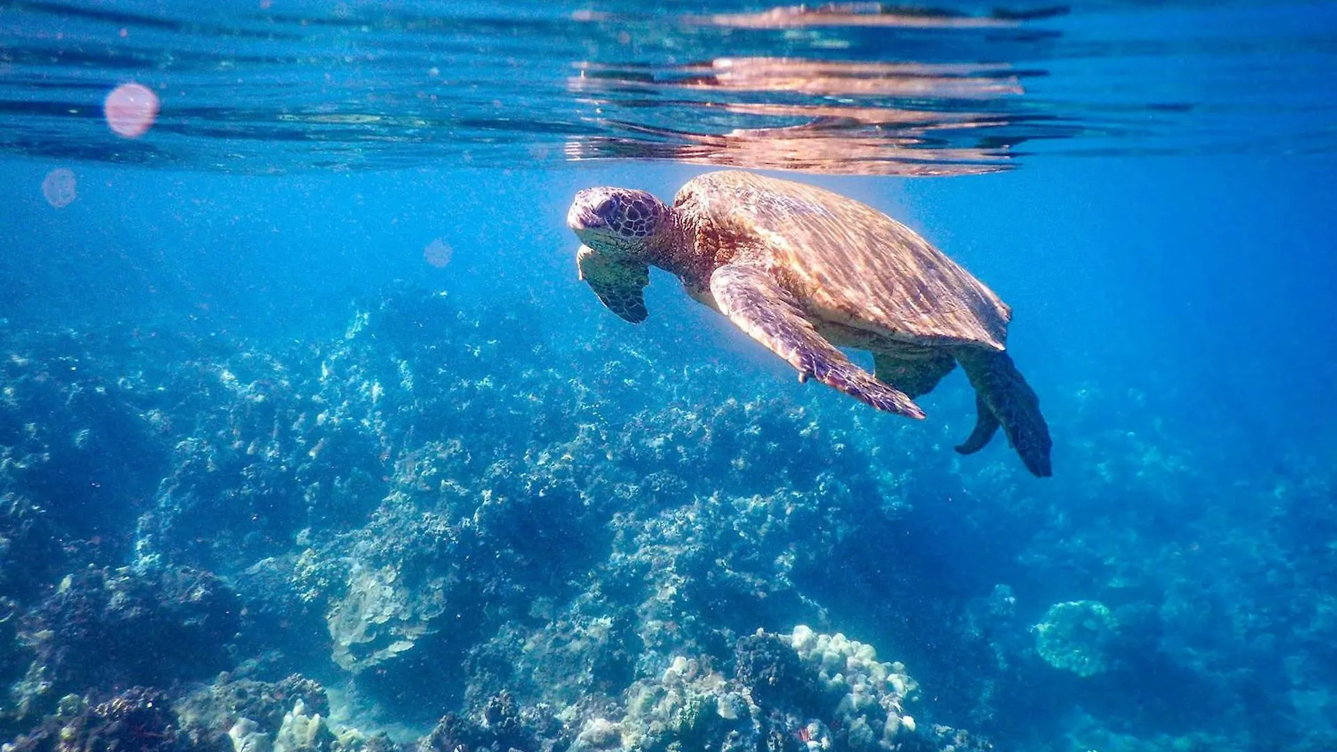 Hale Hui Kai 106 Prázdninový dům Wailea (Maui)