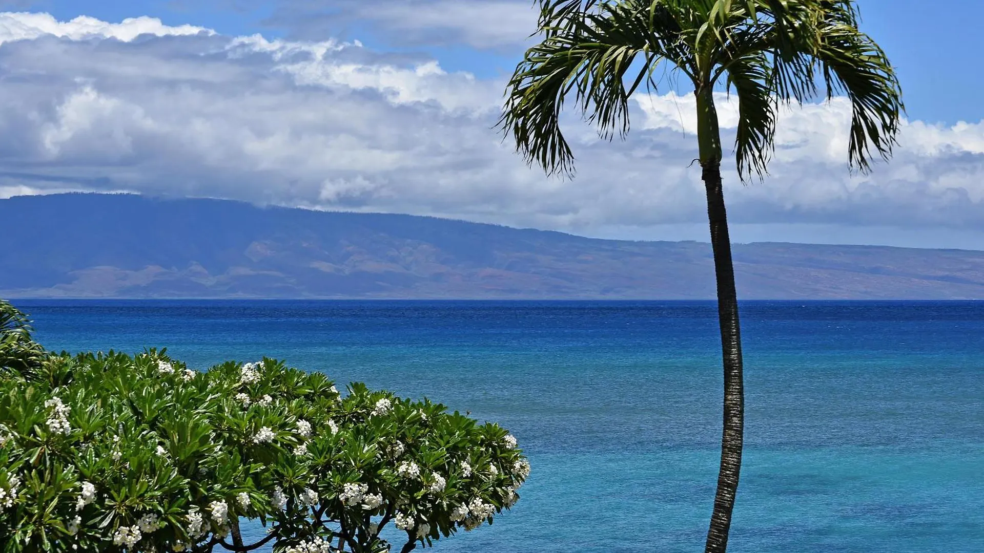 公寓 Largest One Bedroom At Kuleana - Oceanfront Unit!! 105