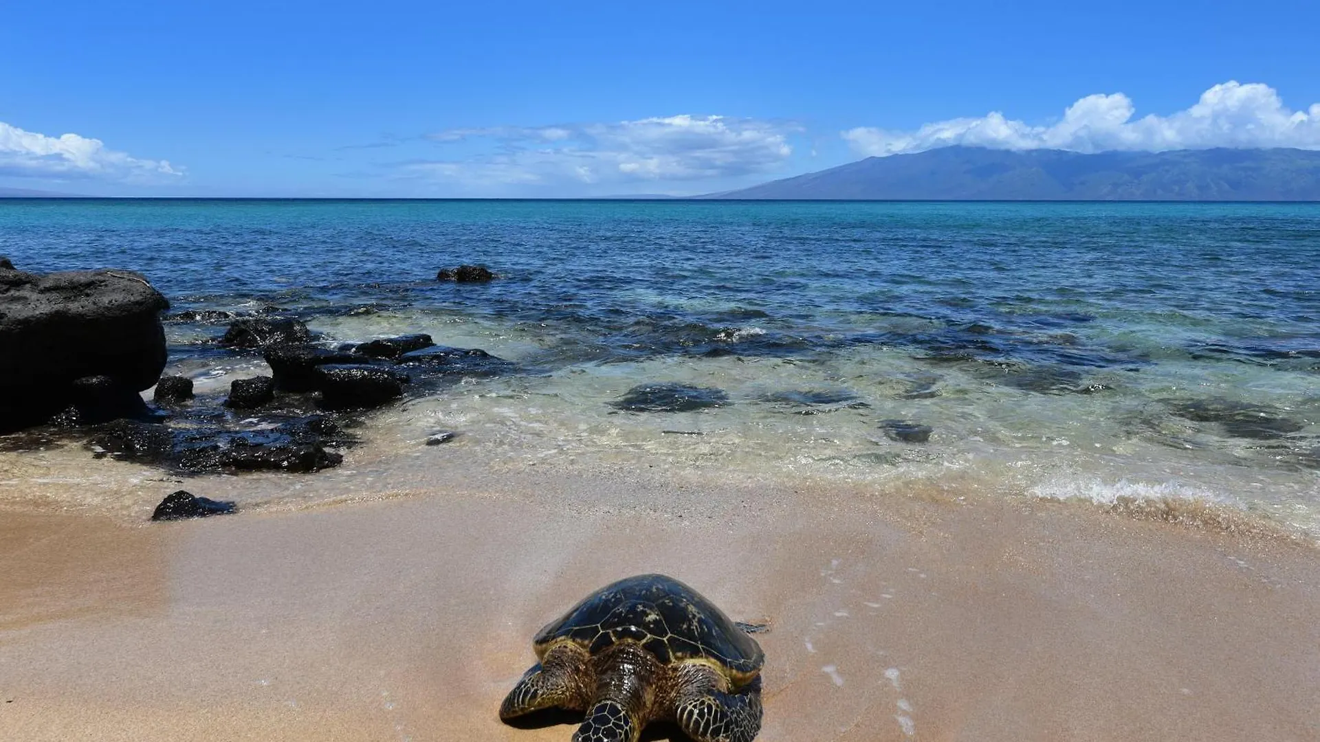 Largest One Bedroom At Kuleana - Oceanfront Unit!! 105 *