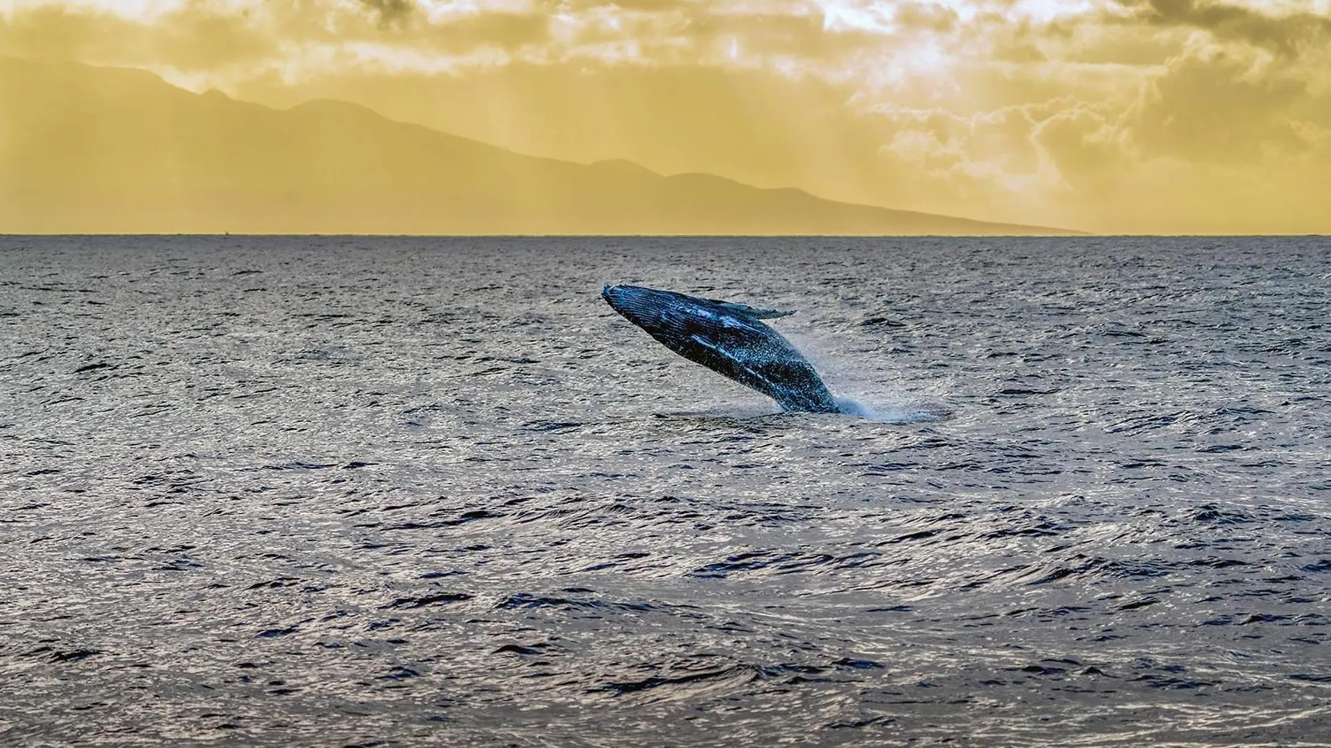 Shores Of Maui 215 Dramatic Ocean Views Steps To The Renovated Ac 5964 Semesterbostad