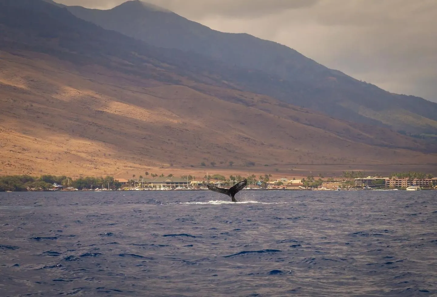 Apartment Yonegan Maui Getaways Wailuku