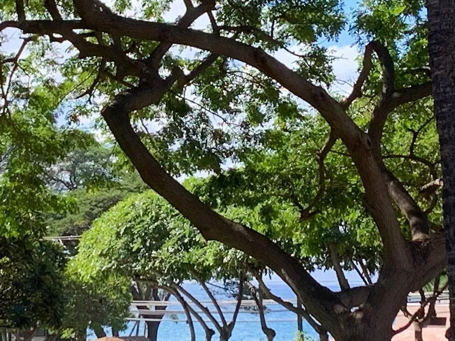 Maui Vista. 1 Bedroom Fully Furnished Across From Kam 1 Beach. Walking Distance To Restaurants And Shops. Apartment