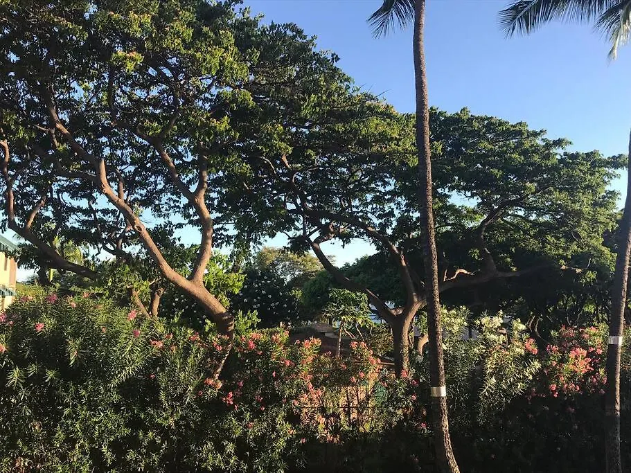 Maui Vista. 1 Bedroom Fully Furnished Across From Kam 1 Beach. Walking Distance To Restaurants And Shops. Apartment